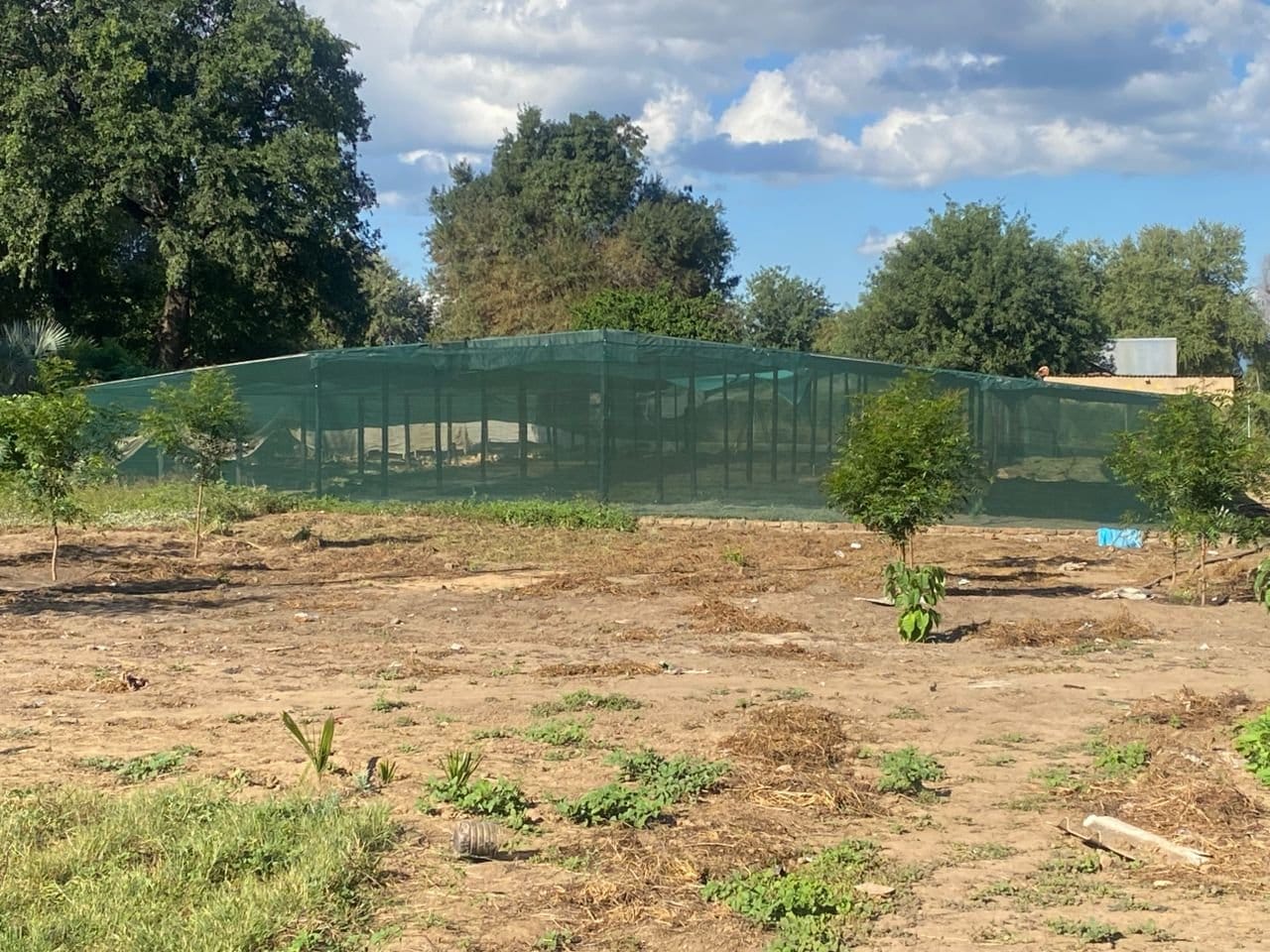 Picture of the nursery garden