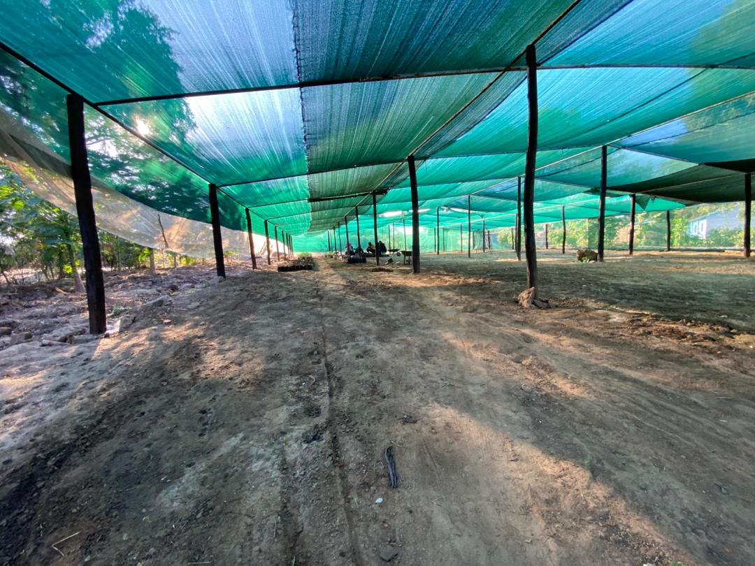 Picture of the nursery garden