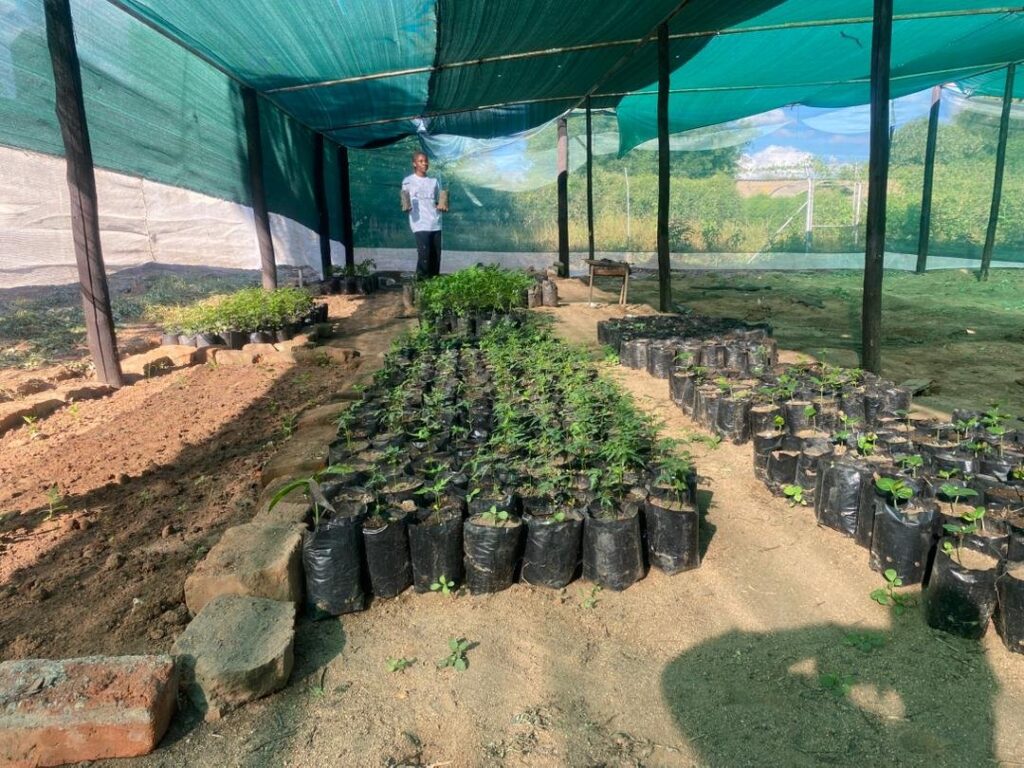 Seedling in Nursery