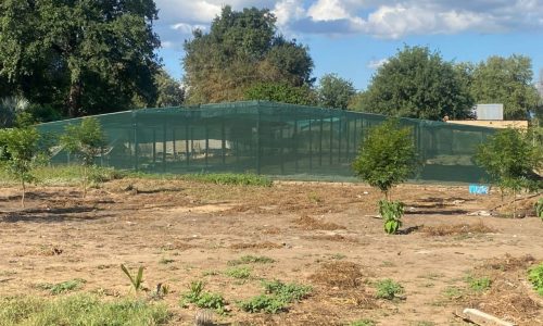 Picture of the nursery garden