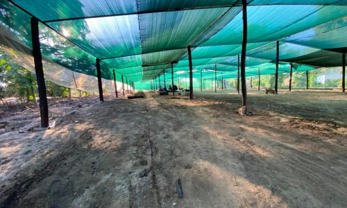 Picture of the nursery garden